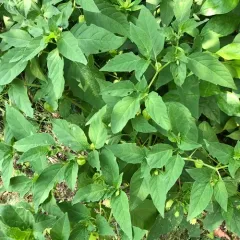 long-leaved groundcherry thumbnail 4