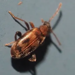 Emelinus melsheimeri thumbnail 2
