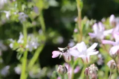 Little Masked Bee thumbnail 2