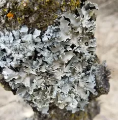 Black Sheet Lichen thumbnail 2