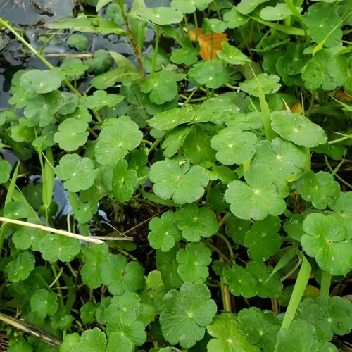 floating marsh pennywort