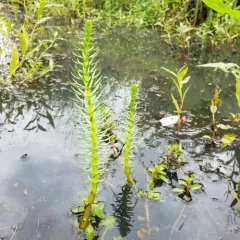 Common Mare's Tail thumbnail 1