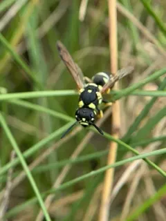 Stenodynerus anormis thumbnail 3