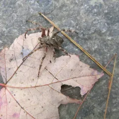Fierce Orbweaver thumbnail 3