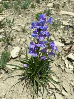 Cary's Beardtongue thumbnail 4