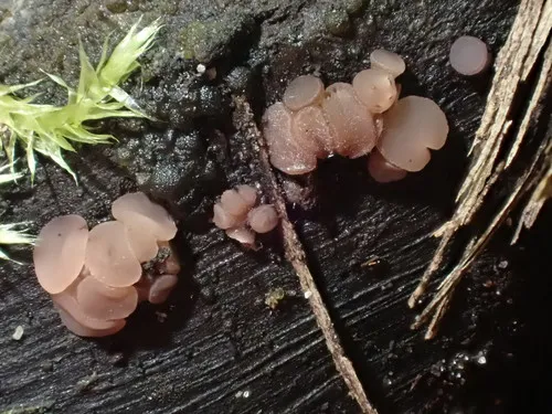 Ombrophila violacea