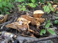 Hypomyces armeniacus thumbnail 2