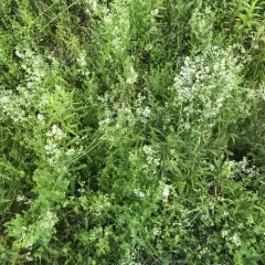 white bedstraw thumbnail 4