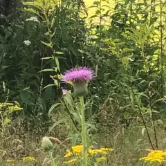 pasture thistle thumbnail 2