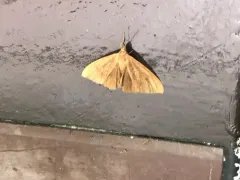 Tawny Virbia Moth thumbnail 3