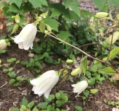 Spotted bellflower thumbnail 2