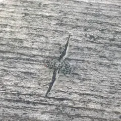 Callopistromyia strigula thumbnail 2