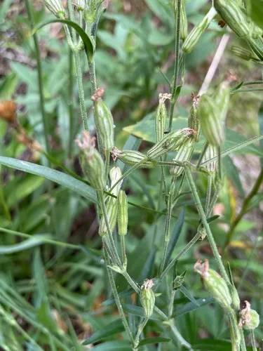 Palmer's Catchfly