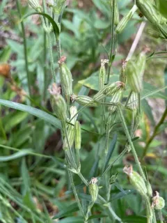 Palmer's Catchfly thumbnail 1