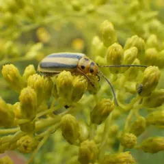 Goldenrod Leaf Beetle thumbnail 2