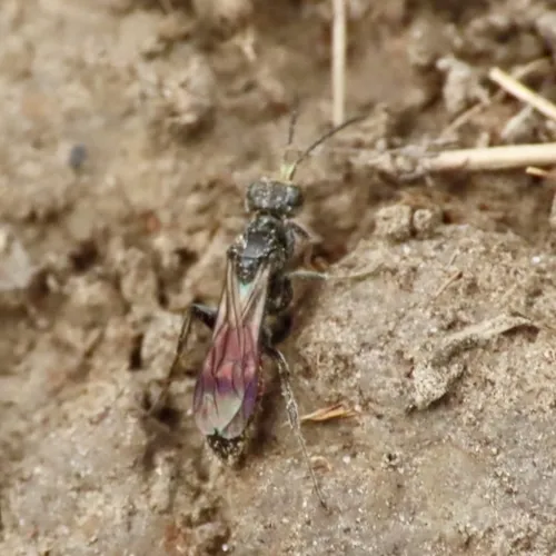Didineis nodosa