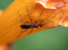 Ageniella accepta thumbnail 2