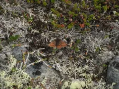 Dingy Fritillary thumbnail 1