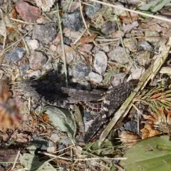 Crackling Forest Grasshopper thumbnail 4