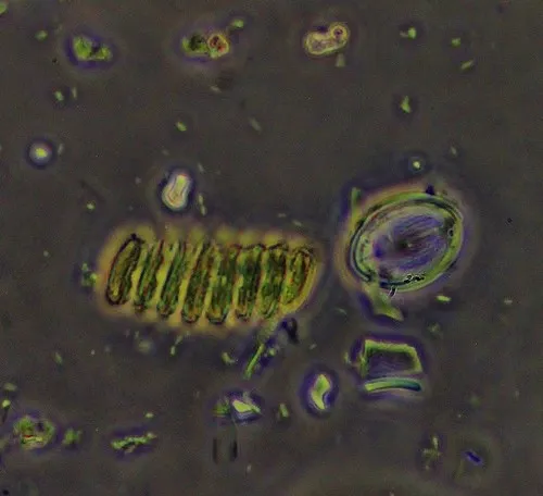 Desmodesmus brasiliensis