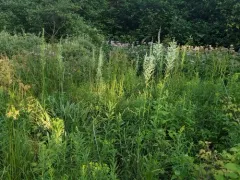 featherbells thumbnail 1