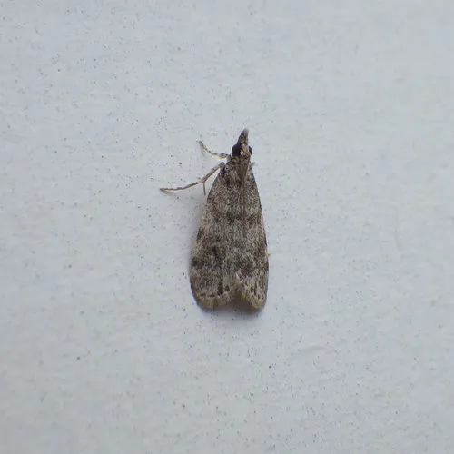 Many-spotted Scoparia Moth