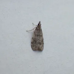 Many-spotted Scoparia Moth thumbnail 1