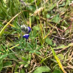 Miniature Lupine thumbnail 2