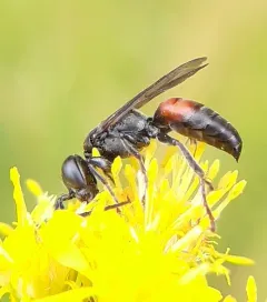 Larropsis distincta thumbnail 1