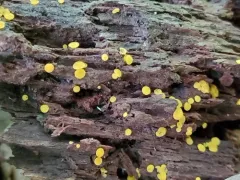Hymenoscyphus epiphyllus thumbnail 3