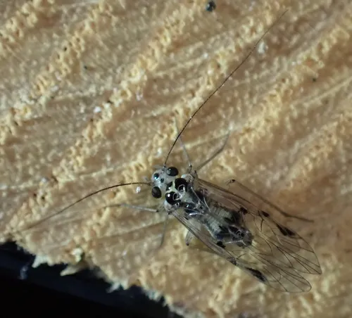 Psocus leidyi