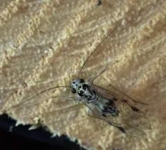 Psocus leidyi thumbnail 1