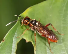 Taxonus pallidicornis thumbnail 2