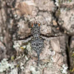 Callopistromyia strigula thumbnail 4