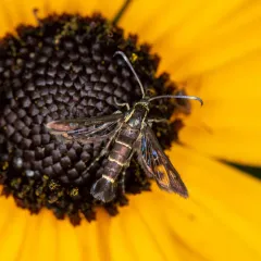 Ithaca Clearwing Moth thumbnail 4