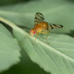 Rose Hip Fly thumbnail 2