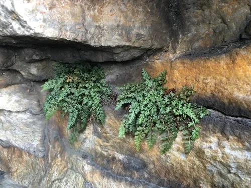 mountain spleenwort