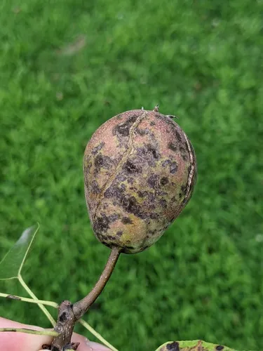 Fireblight