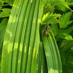 Northern Aerial Yellowjacket thumbnail 3