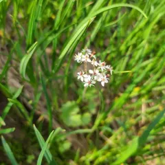 Heartleaf Saxifrage thumbnail 4