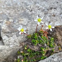 Tolmie's Saxifrage thumbnail 3