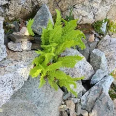 American Alpine Lady Fern thumbnail 3