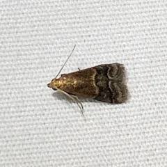 Broad-banded Eulogia Moth thumbnail 2