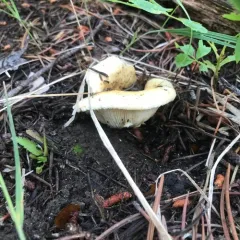 spotted milkcap thumbnail 2