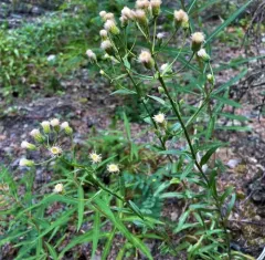bitter fleabane thumbnail 3