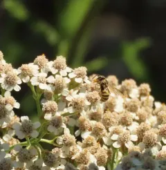 Wide-striped Painted-Dark bee thumbnail 3
