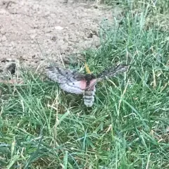 Pandora Pinemoth thumbnail 2