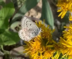 Shasta Blue thumbnail 3