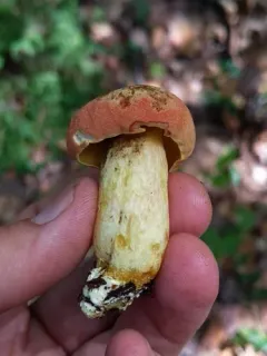 Boletus miniato-olivaceus thumbnail 1