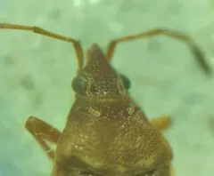 Kleidocerys ovalis thumbnail 3